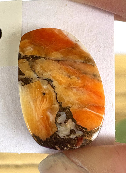 Spiny Oyster Stud